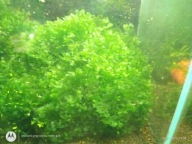 Wątrobowiec mech 10 gram