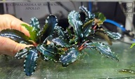 Bucephalandra sp. Brownie Apollo -kolekcja od fibell