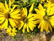 Rożnik przerośnięty MIODODAJNY (10szt)