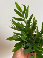 Miniaturowy bambus do terrarium Pogonatherum paniceum