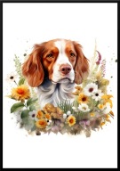A2 PLAKAT PIES W KWIATACH RASA SPANIEL BRETOŃSKI 2