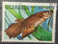 Ryby (kas) - luzak - do uzupełnień 13/8