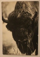 BIAŁOWIESKI PARK KRAJOBRAZOWY. Portret żubra, Bison bonasus, CZYSTA, 1972 r