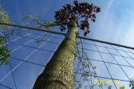 Klon kanadyjski czerwony szczepiony 280 cm inny