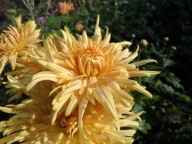 CHRYZANTEMA ZIMUJĄCA ## GOLDEN SASY ##### ODMIANA KŁĄCZOWA