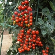 Pomidor Truskawkowy WYSOKI słodziutki ulubieniec dzieci