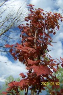 Klon czerwony japoński Kaito barwny inny