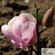 Magnolia denudata 'Festirose'