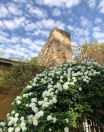 Róża PO 3 SZTUKI W DONICZCE multiflora sadzonka 20 cm P9 Na Dżemy NALEWKI