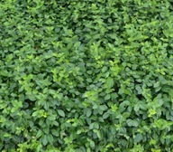 TRZMIELINA OKRYWOWA COLORATUS ZADARNIAJACA ZIMOZIELONA PNĄCA