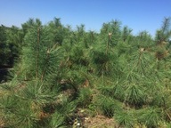 Sosna Hakowata wys.160-200cm