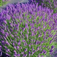 Lawenda wąskolistna Spear Blue Intensywnie Fioletowe Kwiaty