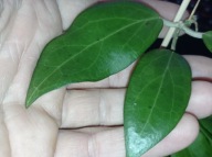 Hoya Hoja CUTIS PORCELANA cięta