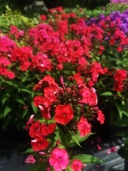 Floks wiechowaty FLAME WATERMELON sadzonka