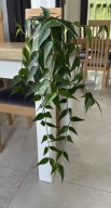 Hoya Polyneura VIETNAM ze ZDJĘCIA, OKAZ