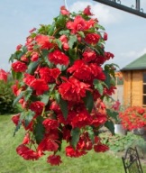 BEGONIA BULWIASTA ZWISAJĄCA Illumination Rose