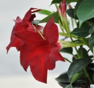 Mandevilla Rio Grande Scarlet Sundaville DIPLADENIA