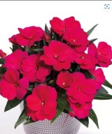 Niecierpek NG Impatiens Magnifico Cherry KWIATY DO PÓŁCIENIA