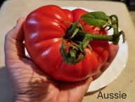 Pomidor Aussie - 10 sztuk Klasyka ogrodu - nasiona kolekcjonerskie