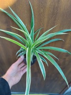 Zielistka Sternberga 'Vittatum' M don. 11 cm