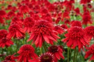 Jeżówka 'Eccentric' Echinacea