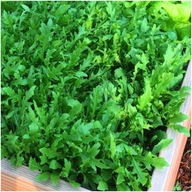 Rukola jednoroczna - warzywa liściowe - nasiona duża paczka XXL 5g ***