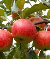 Jabłoń Rubin bardzo duże soczyste owoce deserowa odmiana