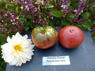 Pomidor HINDUSKI historyczna odmiana z Niemiec nasiona kolekcjonerskie