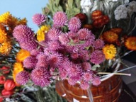 gomfrena różowa suszona naturalna bukiet kwiaty suszone