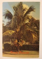 USA - FLORYDA - Florida Coconuts - USA