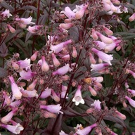 Penstemon DARK TOWERS długo kwitnący Sadzonka 3l xxl