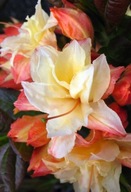 Azalia wielkokwiatowa 'Cannon's Double'