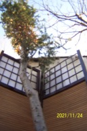 Jodła koreańska na pniu duży okaz 30 letni szczepiona azjatycka inna