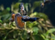 Rasowe weloniaste Gupiki Czerwona Mgławica dorosła para hodowla nie import!