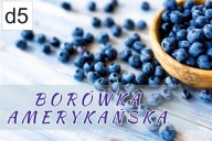 BANER SPRZEDAŻ BORÓWKI BORÓWKA 120X80 d5