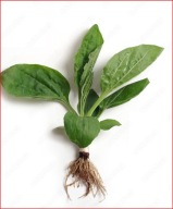 jeżówka Jeżówki SADZONKI 80 sztuk 15 cm po 1 zł miododajne wieloletnie