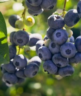 Borówka amerykańska Legacy C2 60/70cm