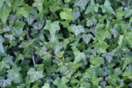 bluszcz zimozielony 2 kłącza