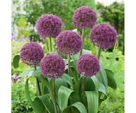 Czosnek ogrodowy 'Ostara' 1 szt PROMOCJA!!!