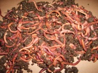 Dżdżownice kalifornijskie oryginalne.