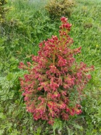 KARŁOWA, CZERWONA ODMIANA Świerk pospolity 'Red Sister' licytacja od 1 zł