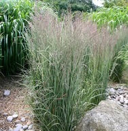 Trzcinnik Overdam -w kompozycjach naturalistycznych i ogrodach nowoczesnych