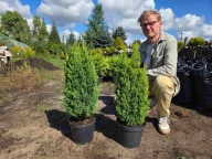 Cyprysik ellwoodii gold 60-cm