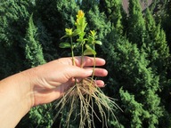 bukszpan aureovariegata sadzonka z gołym korzeniem