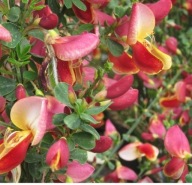 Żarnowiec Maria Burkwood P9