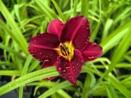 Liliowiec PARDON ME sadzonka