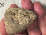 Skamieliny minerały koralowce