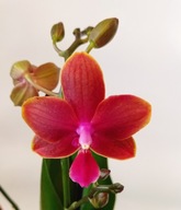 PHALENOPSIS storczyk multiflora