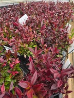 Kiścien wawrzynowy- Leucothoe scarletta Zeblid