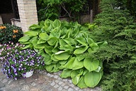 Funkia GIGANT "SUM AND SUBSTANCE" Hosta sadzonka